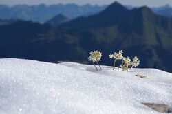 Winter in Gstaad Wanderungen