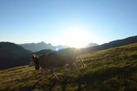 Auf einer Wanderung von Gstaad über Giferspitz und Lauenehore nach Lauenen
